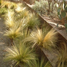 desert landscape