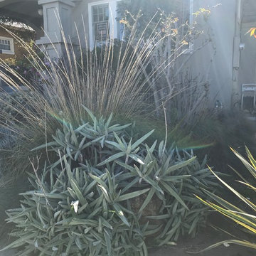 Succulent Bungalow