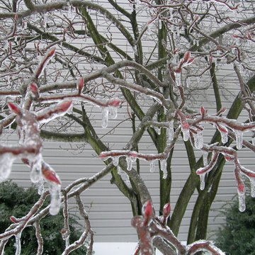 Winter In The Garden