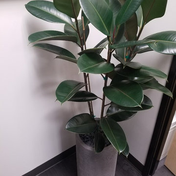 Interior Plants