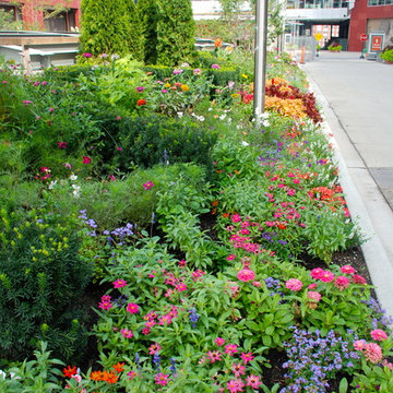 Annuals & Perennials