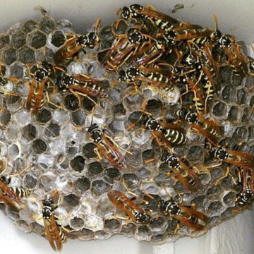 Pest Control Portfolio