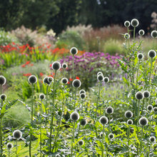 lower - pathway plants
