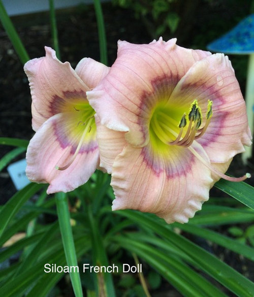 1 Daylily SPINY SEA URCHN Fragrant Rebloomer Large 2 Year Division-US Seller!