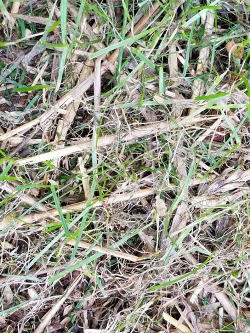 New Fescue Started 8 Weeks Ago Laying Over and Dying