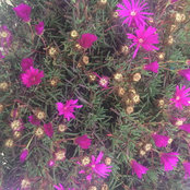 Foto di sucharitha63