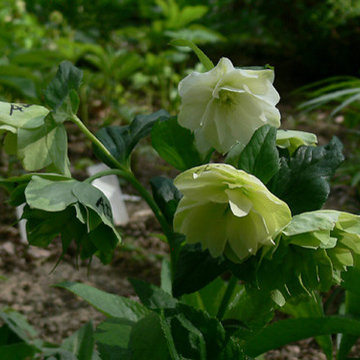 Power Flower of the Month -- Hellebores