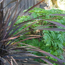 garden ideas - plants