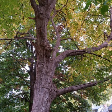 Tree Trimming & Removal