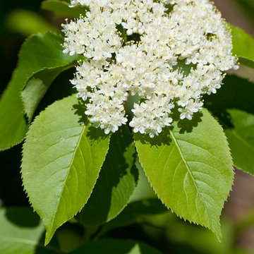 Nannyberry