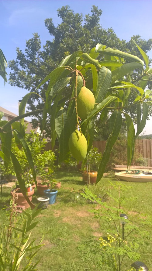 My mango from seed grown in container finally fruiting