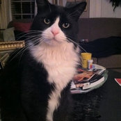 tuxiecats foto