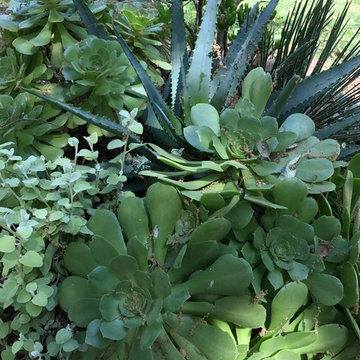 Container Plantings for Patios, Terraces and Balconies