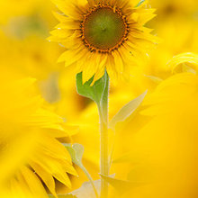 Floral Colour Palettes: Sunflower Yellow