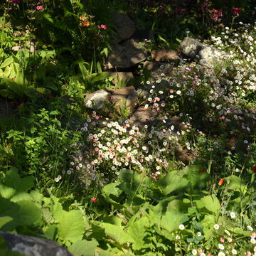 Drought Tolerant Plants