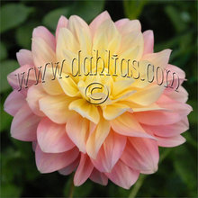 2020 Dahlias