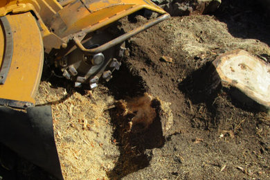 Stump Removal Adelaide | Tree Removal Services in Adelaide