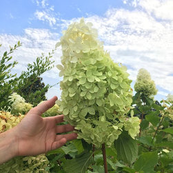 Phantom Hydrangea - Products
