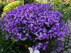 Deadheading Garden Phlox For A Second Bloom