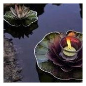 Foto de Tranquility Concepts
