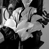 Nikki Hamilton's photo