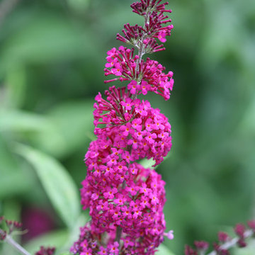 'Miss Ruby' Butterfly Bush (Buddleia)