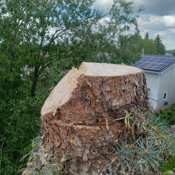 Micheals Spruce Tree Removal