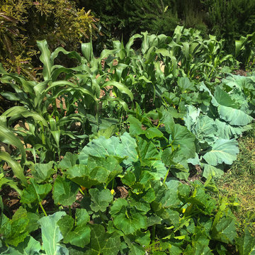 Edible Landscapes