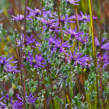 Silky Asters