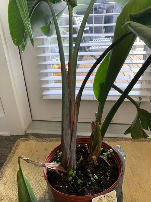 white bird of paradise white bird of paradise