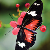 Josie Concepcion's photo
