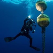 Dario Panzica's photo