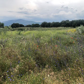 Mireya Fernández's photo