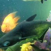 Елена Дарижапова's photo