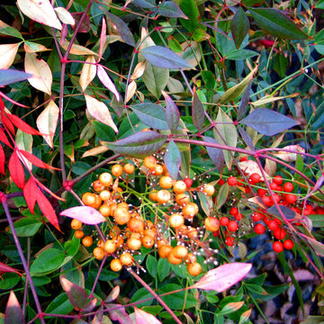 Autumn Interest