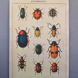 colorful bugs chart - Prints And Posters