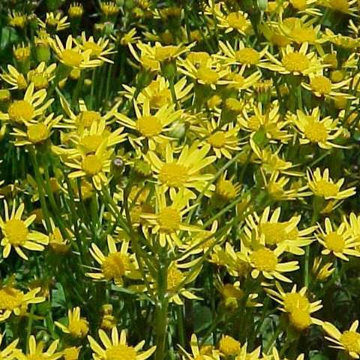 Packera Aurea