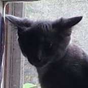 Anne Saggese's photo