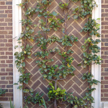 Espalier Tree Installations