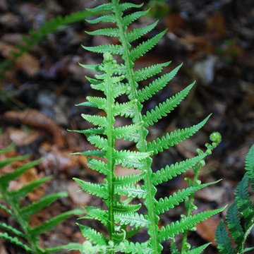 Japanese beech fern