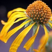 Joni Bailey's photo