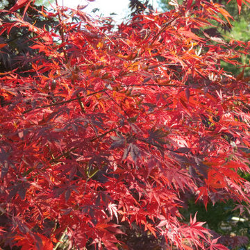 Japanese Maples