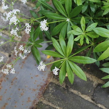 Islington Courtyard Garden