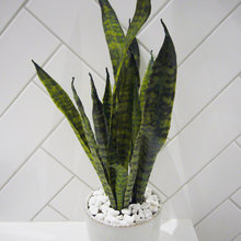 Plants