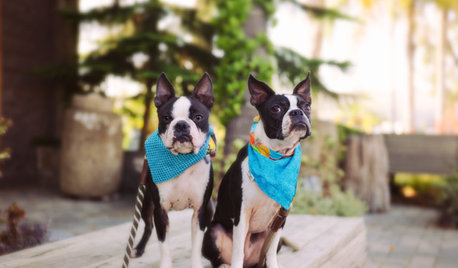 Pet’s Place: Boston Terriers Zoom Around Their San Diego Home