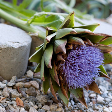 Artichoke Blooms Feed Joy