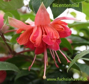 Fuchsia liste 2020 (her ses fotos af en mindre del af de fuchsia vi producere)