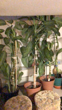 eucalyptus indoor plant Eucalyptus Plant Care Guide