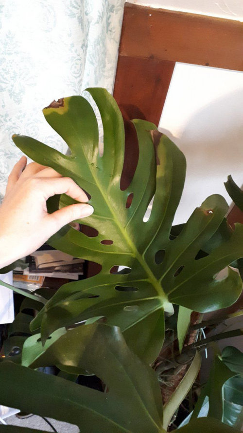 My monstera is dying, leaves turning brown/yellow, please help!