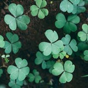 Susan Chang's photo
